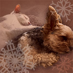 ペットウォーム用品特集