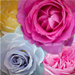 【予約は2月28日(土)まで】ロイモールでバラ苗の予約承ります