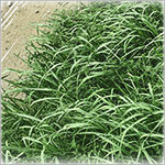 お庭の雑草対策特集