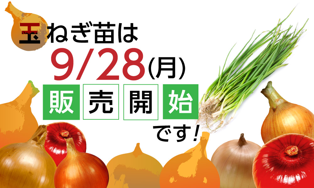 玉ねぎ苗予約注文【9月28日(月)受付開始】